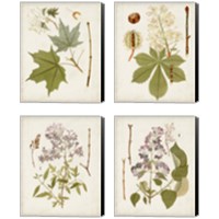 Framed 'Vintage Flowering Trees 4 Piece Canvas Print Set' border=