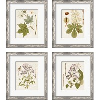 Framed 'Vintage Flowering Trees 4 Piece Framed Art Print Set' border=