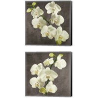 Framed 'Orchids on Grey Background 2 Piece Canvas Print Set' border=