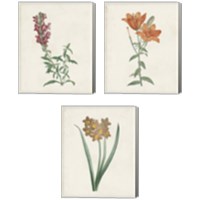 Framed 'Classic Botanicals 3 Piece Canvas Print Set' border=