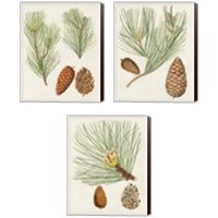 Framed 'Antique Pine Cones 3 Piece Canvas Print Set' border=