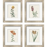 Framed 'Classic Botanicals 4 Piece Framed Art Print Set' border=