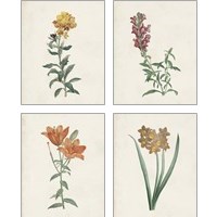 Framed 'Classic Botanicals 4 Piece Art Print Set' border=