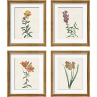 Framed 'Classic Botanicals 4 Piece Framed Art Print Set' border=