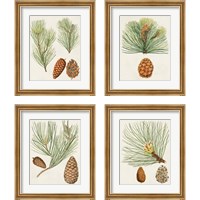 Framed 'Antique Pine Cones 4 Piece Framed Art Print Set' border=