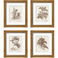 Framed 'Sepia Fern Varieties 4 Piece Framed Art Print Set' border=