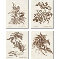 Framed 'Sepia Fern Varieties 4 Piece Art Print Set' border=