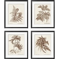 Framed 'Sepia Fern Varieties 4 Piece Framed Art Print Set' border=