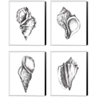 Framed 'Seashell Study 4 Piece Canvas Print Set' border=