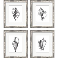 Framed 'Seashell Study 4 Piece Framed Art Print Set' border=