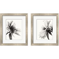 Framed 'Translucent Peony BW 2 Piece Framed Art Print Set' border=