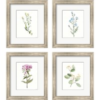 Framed 'Flowers of the Wild 4 Piece Framed Art Print Set' border=