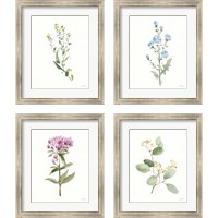 Framed 'Flowers of the Wild 4 Piece Framed Art Print Set' border=